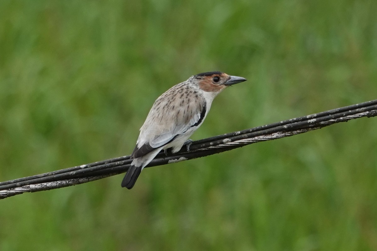 Black-crowned Tityra - ML646487593