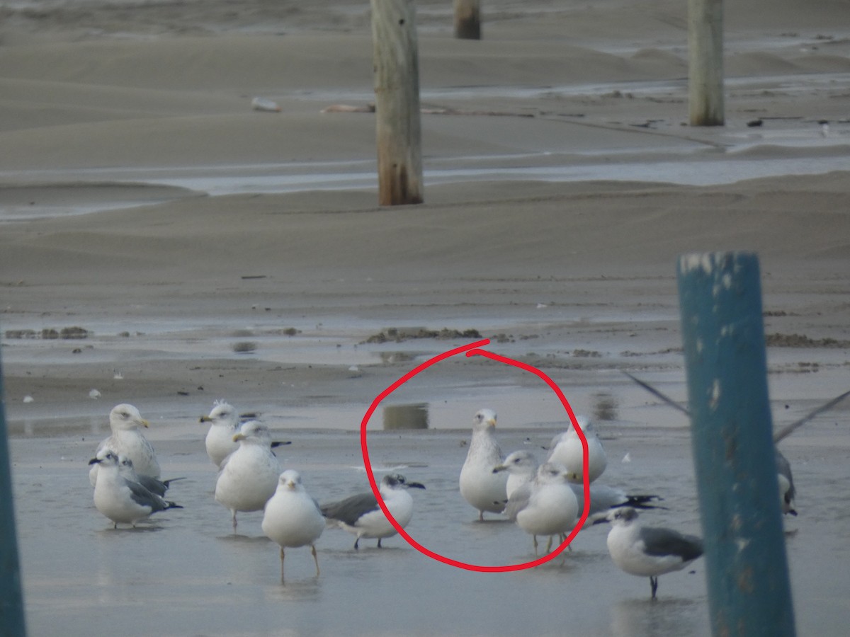 Goéland arctique (thayeri) - ML646487594