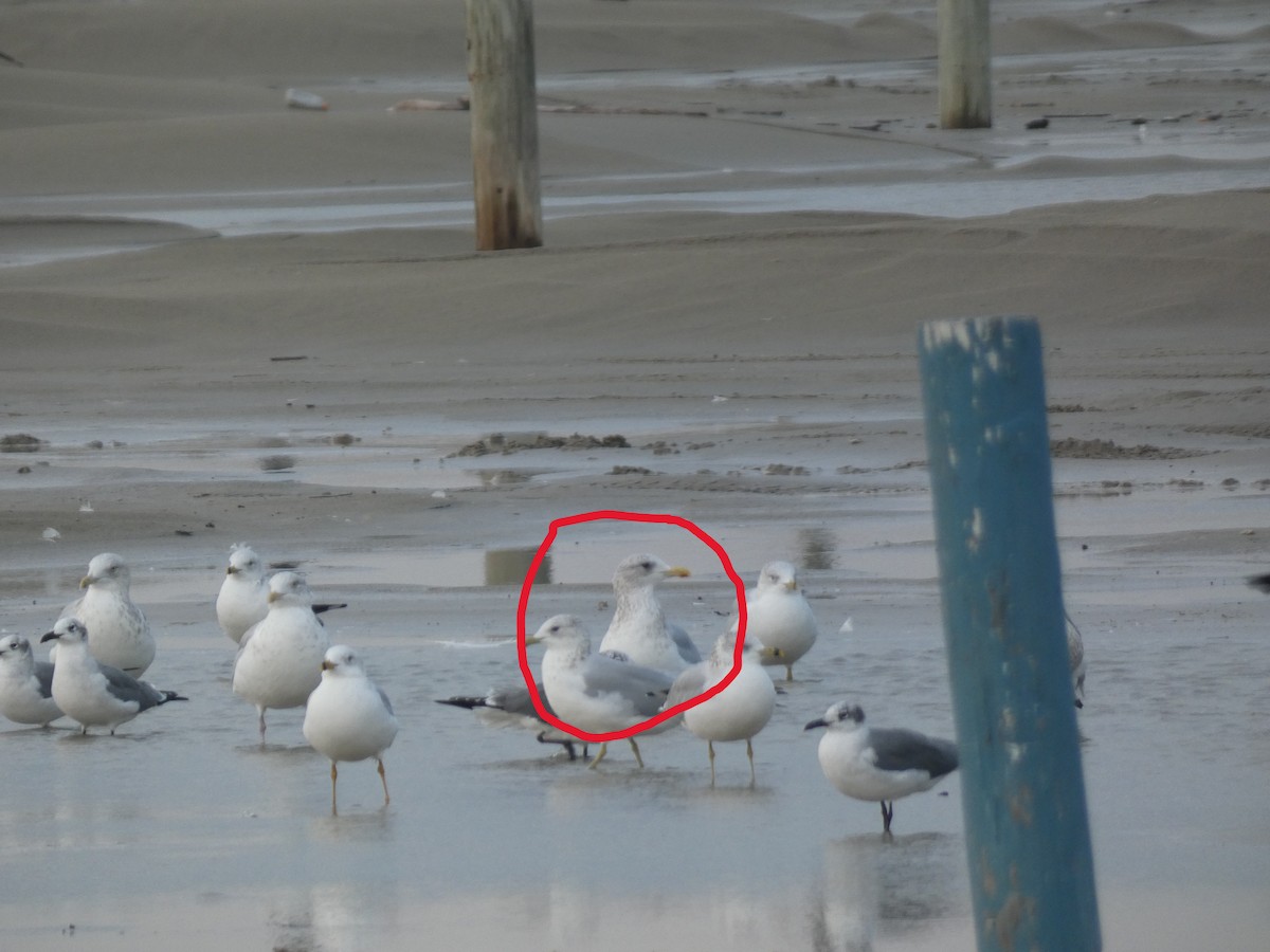 Goéland arctique (thayeri) - ML646487595