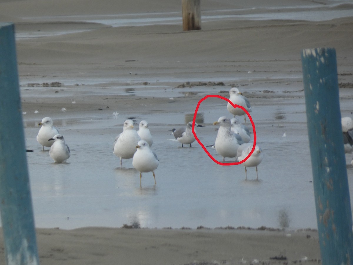 Goéland arctique (thayeri) - ML646487596