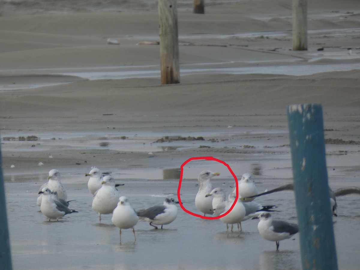 Goéland arctique (thayeri) - ML646487597