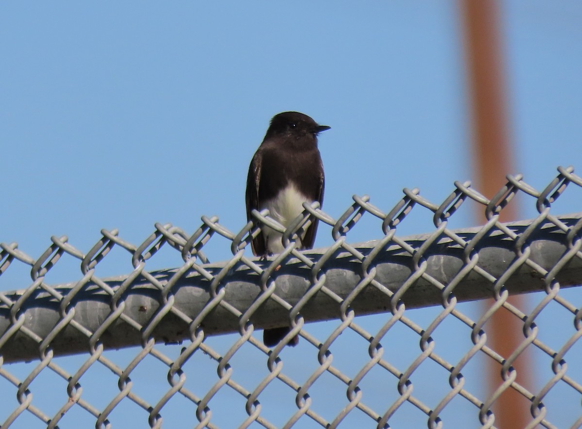 Black Phoebe - ML646487599