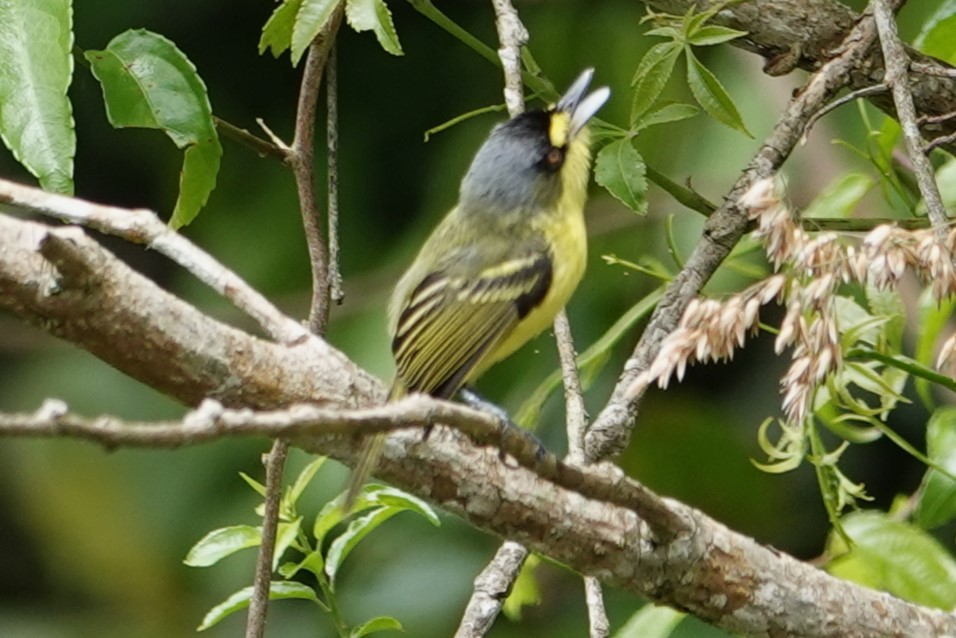 Gray-headed Tody-Flycatcher - ML646487600