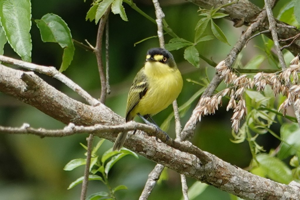 Gray-headed Tody-Flycatcher - ML646487601