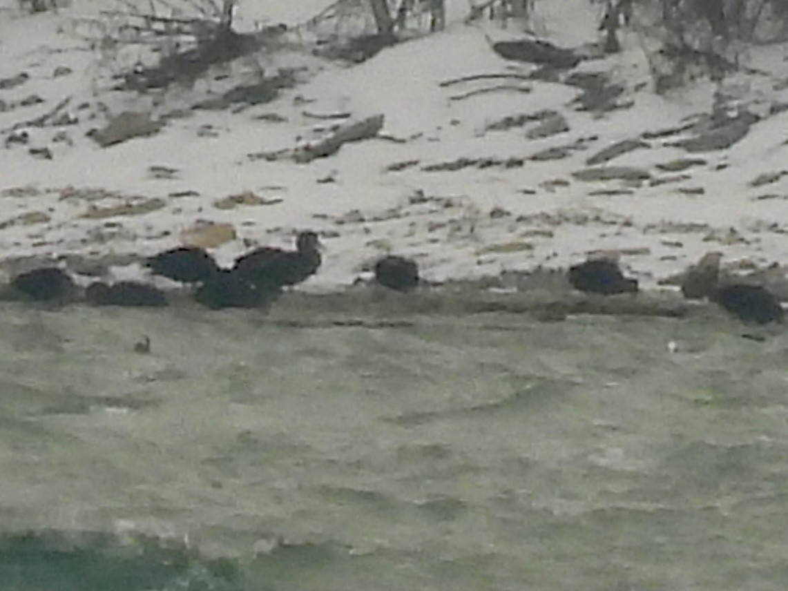 American Black Duck - ML646487602