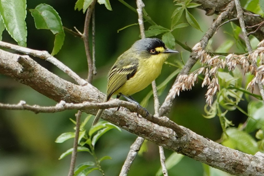 Gray-headed Tody-Flycatcher - ML646487604