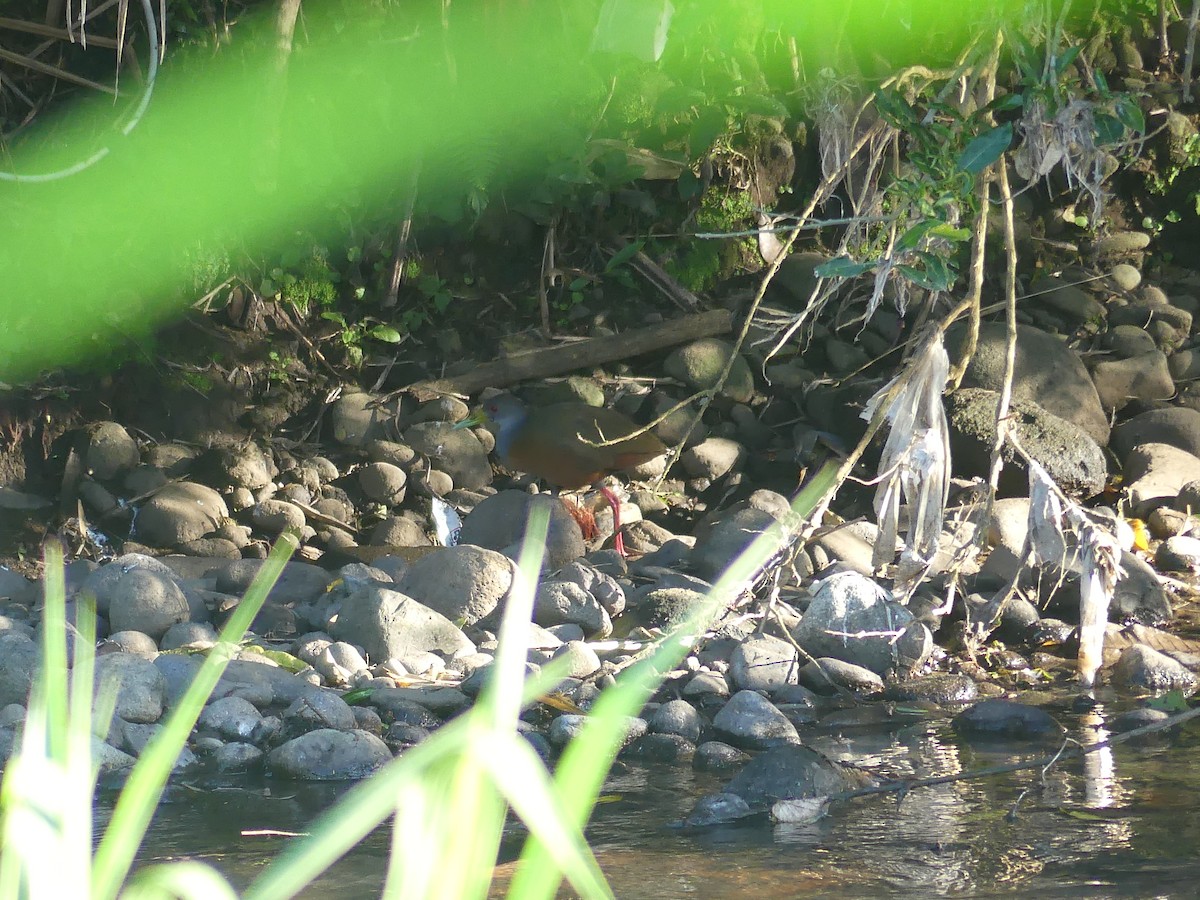 Gray-cowled Wood-Rail - ML646487605