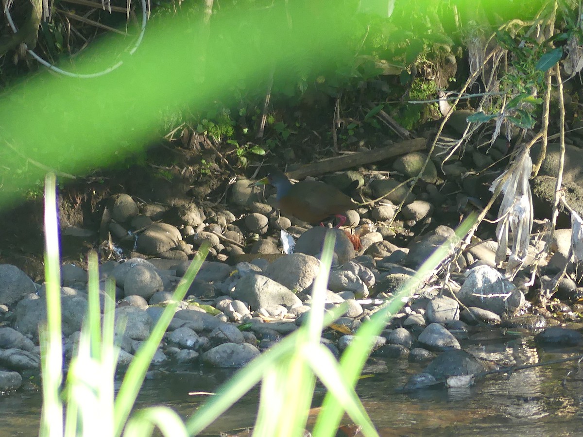 Gray-cowled Wood-Rail - ML646487606