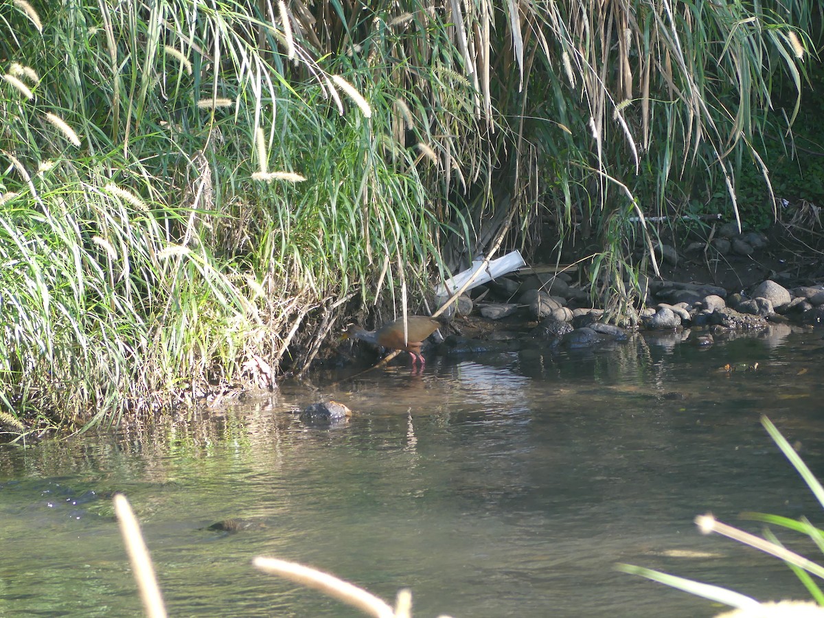 Gray-cowled Wood-Rail - ML646487607