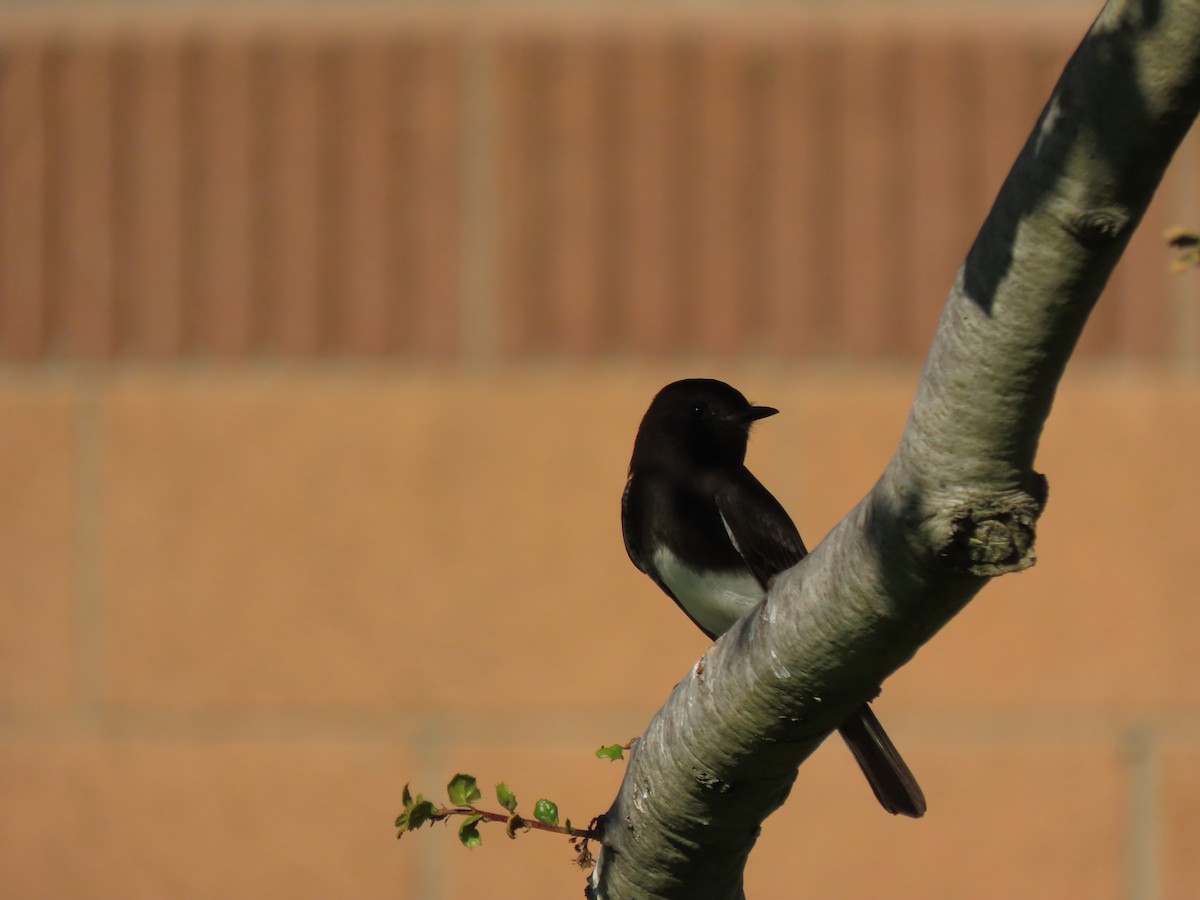 Black Phoebe - ML646487608