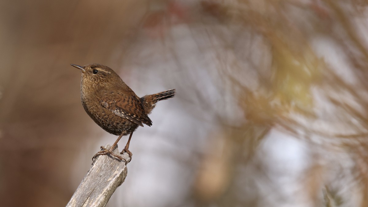 Pacific Wren - ML646487609