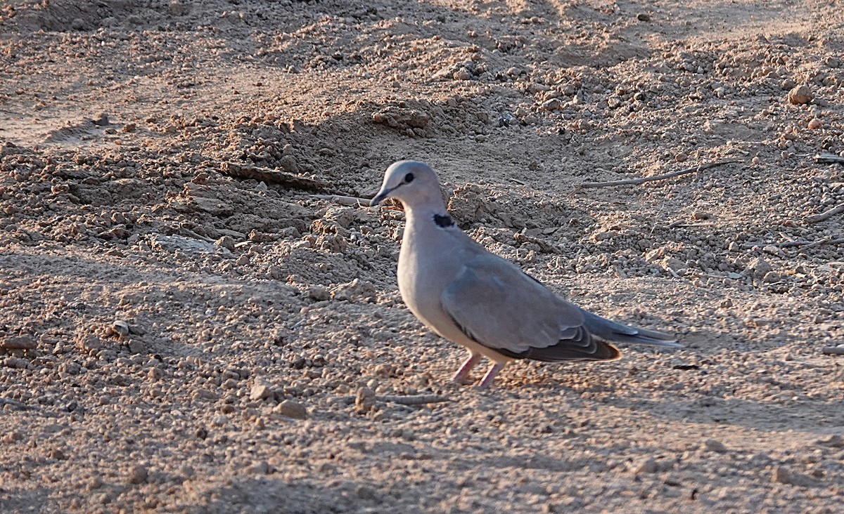 Ring-necked Dove - ML646487610