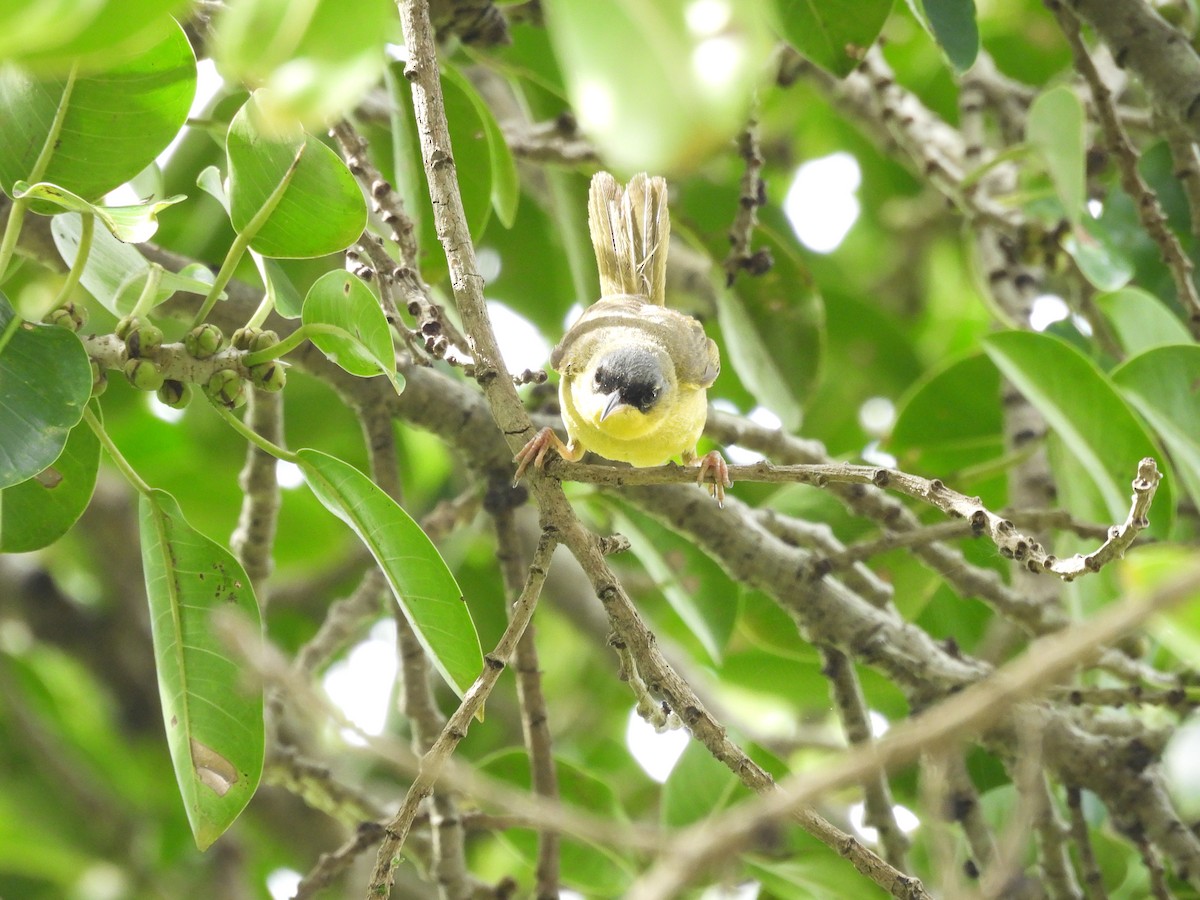 Gray-crowned Yellowthroat - ML646487611
