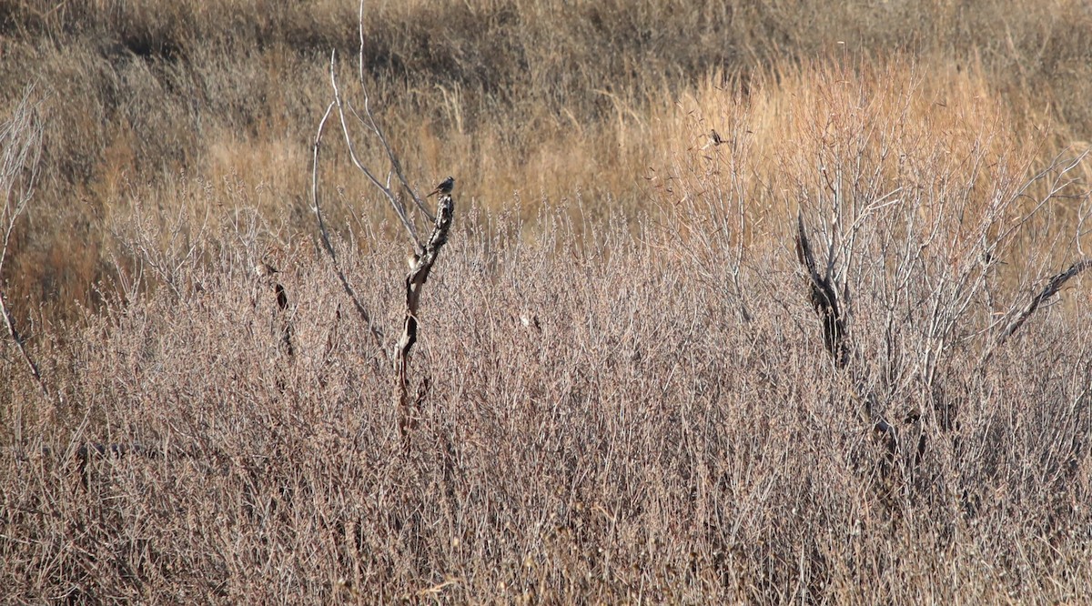 White-crowned Sparrow - ML646487612