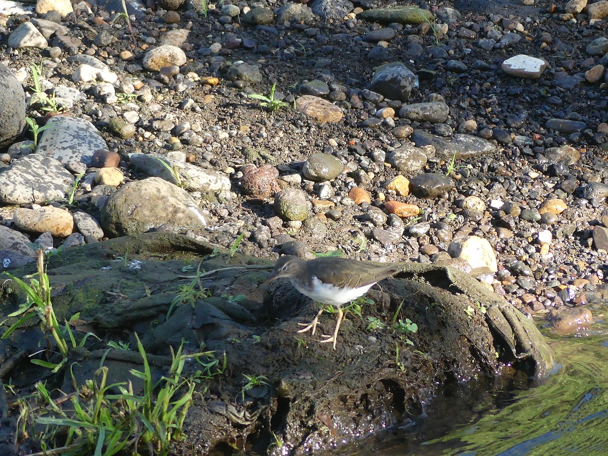 Spotted Sandpiper - ML646487613