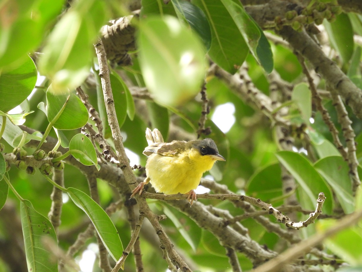 Gray-crowned Yellowthroat - ML646487614