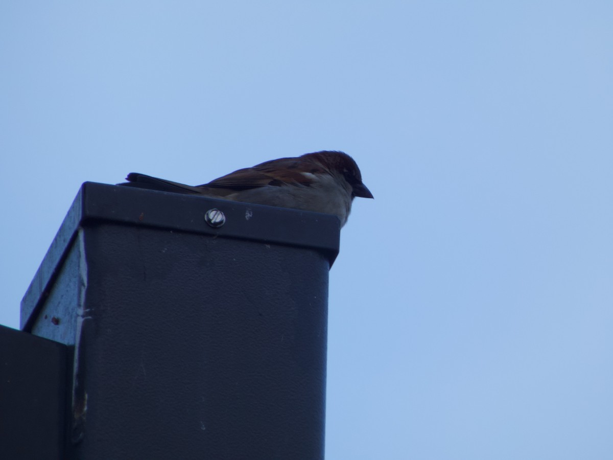 House Sparrow - ML646487615