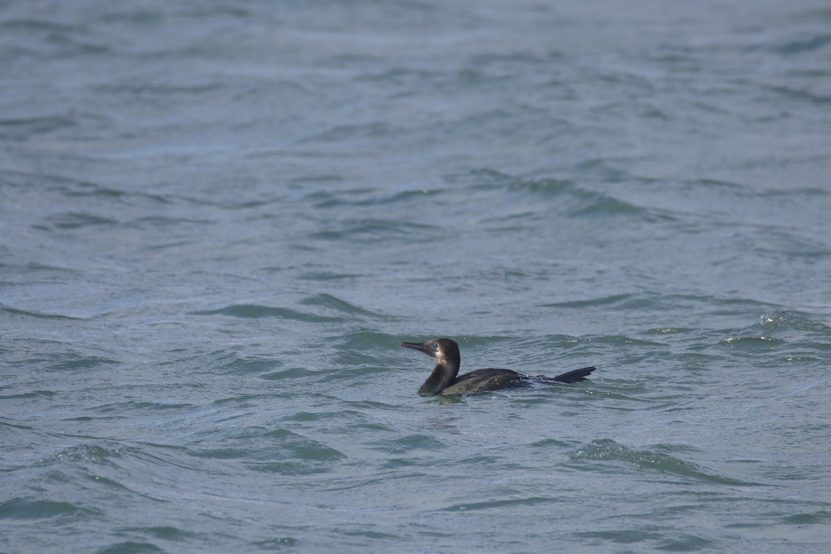 Brandt's Cormorant - ML646487618
