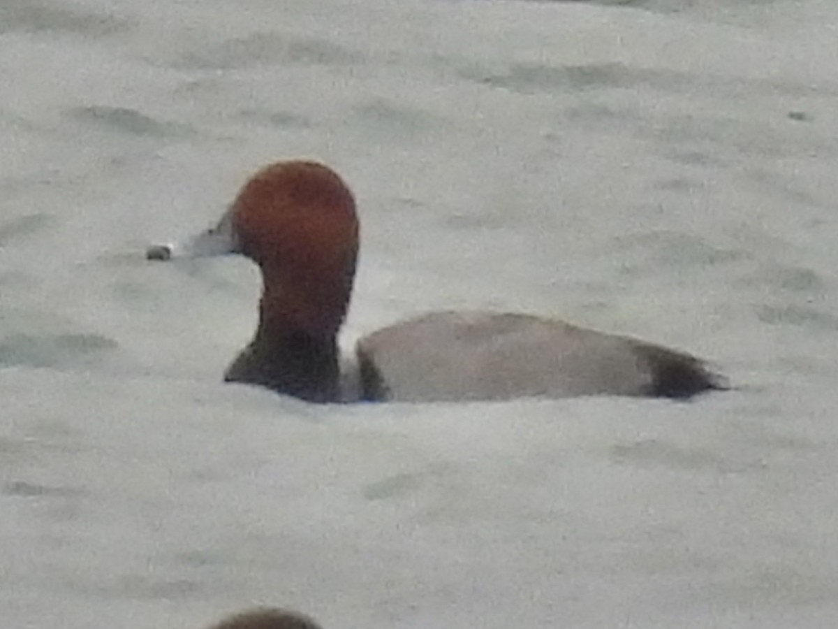 Redhead - ML646487619