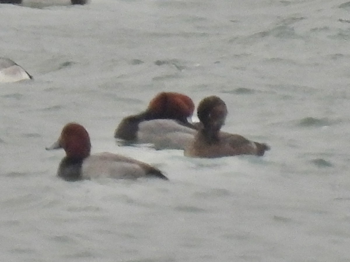 Redhead - ML646487621