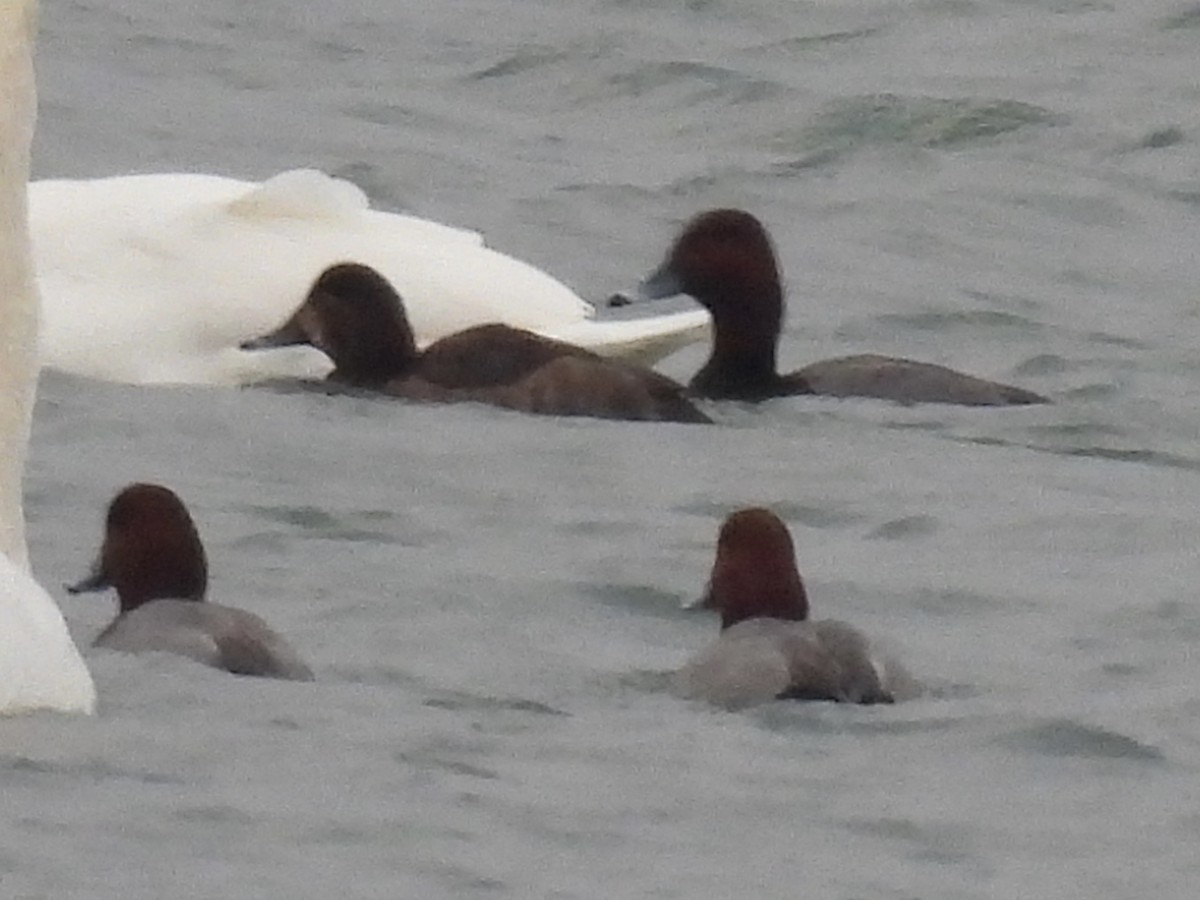 Redhead - ML646487622