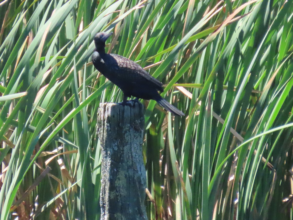 Little Black Cormorant - ML646487623