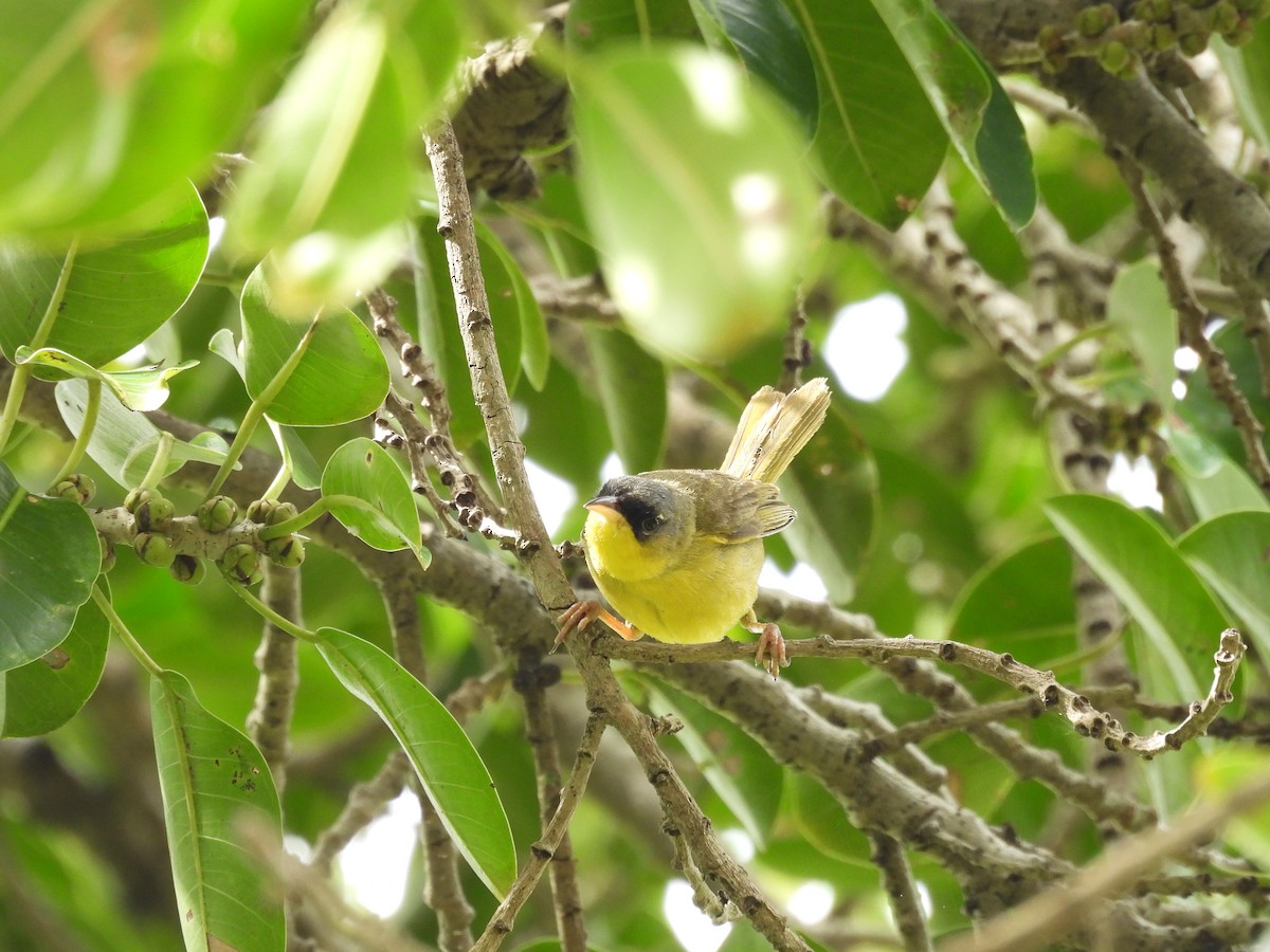 Gray-crowned Yellowthroat - ML646487624
