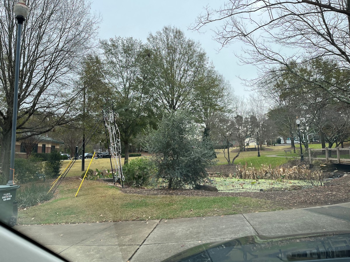 Red-shouldered Hawk - ML646487627