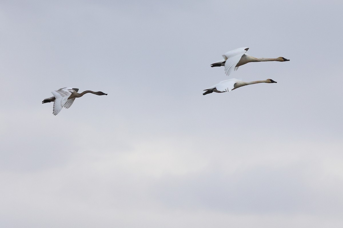 Trumpeter Swan - ML646487628