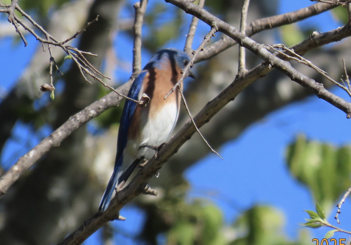 Eastern Bluebird - ML646487629