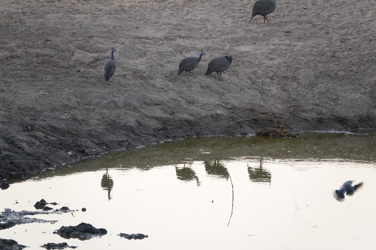 Helmeted Guineafowl - ML646487630