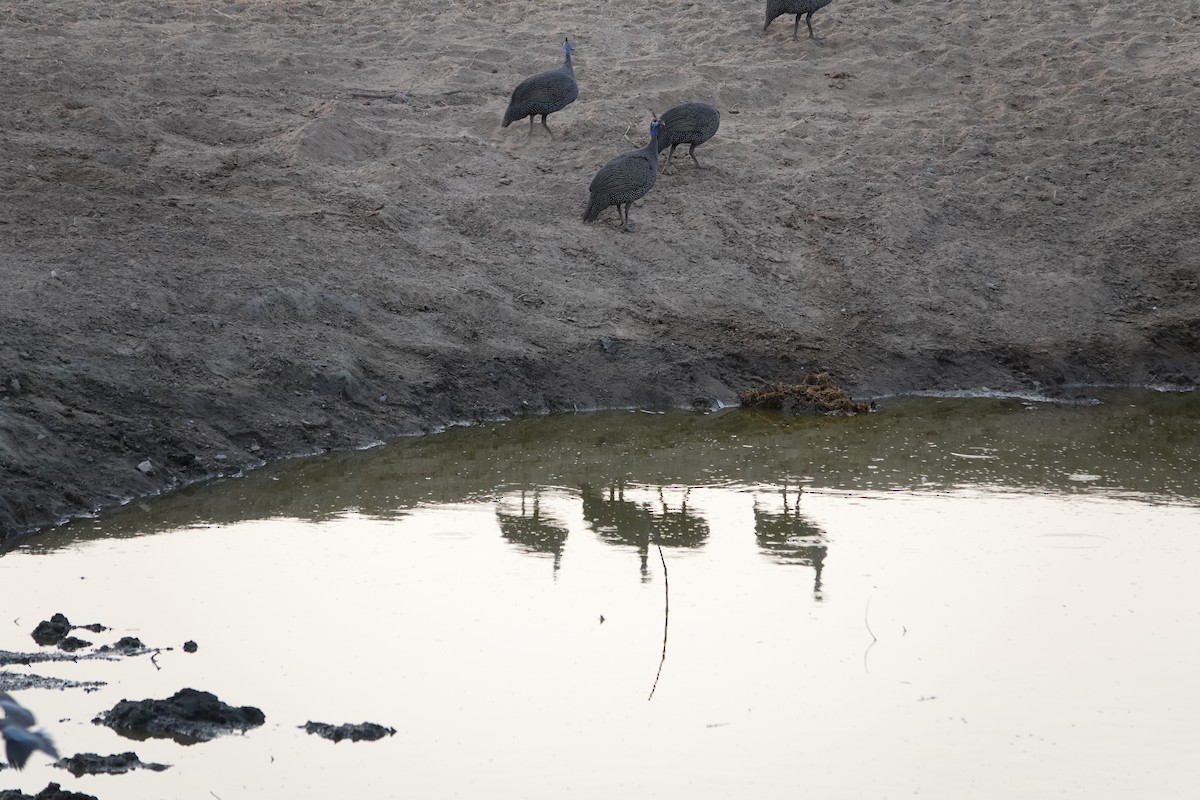 Helmeted Guineafowl - ML646487631