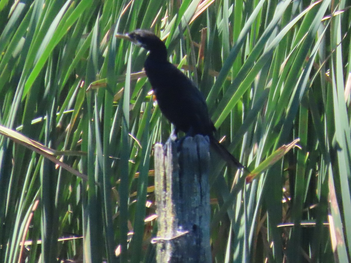Little Pied Cormorant - ML646487634