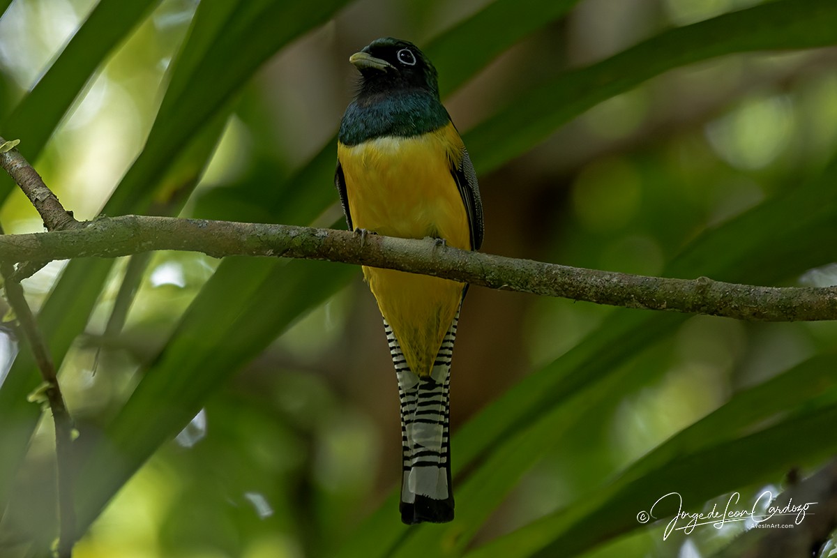 Graceful Black-throated Trogon - ML646487635