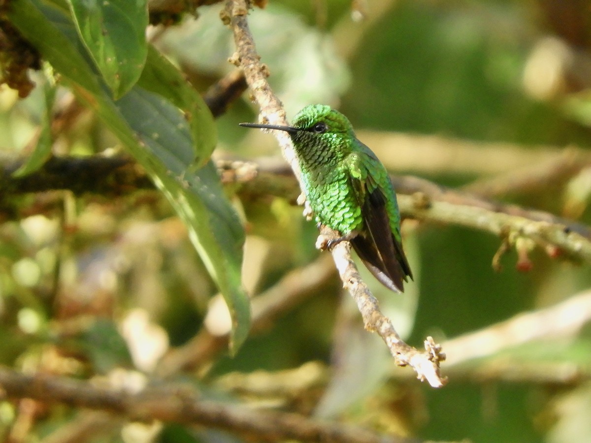 Short-tailed Emerald - ML646487637