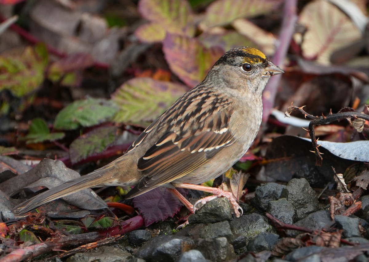 Golden-crowned Sparrow - ML646487638