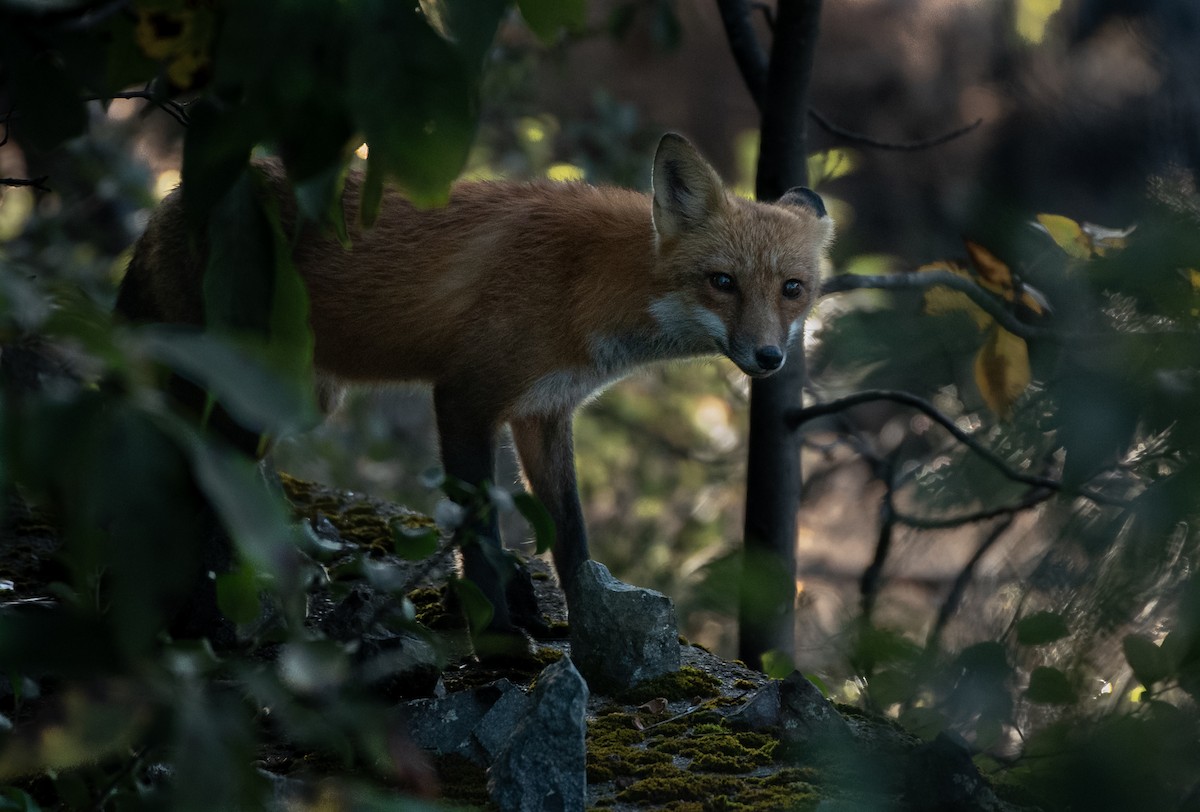Eastern American Red Fox - ML646487641