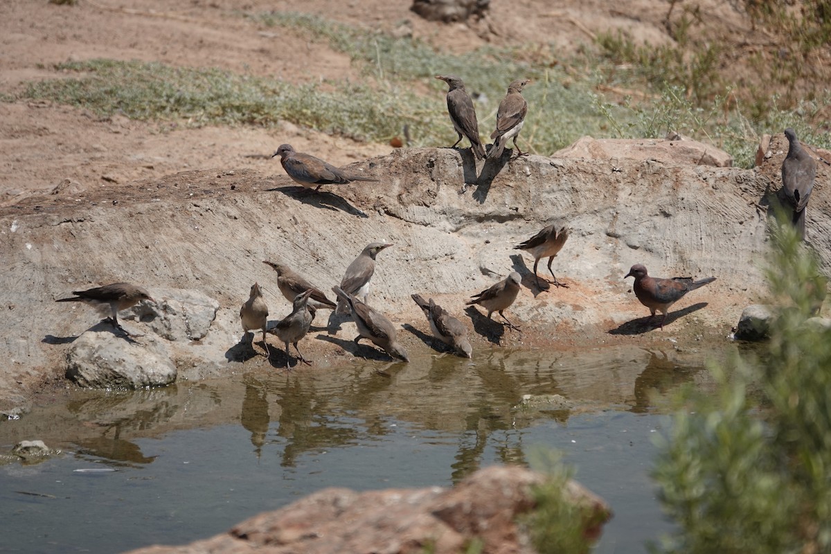 Бородатый скворец - ML646487642