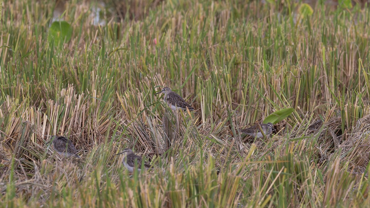 Wood Sandpiper - ML646487646