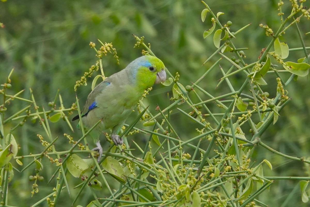 papoušíček šedokřídlý - ML646487647