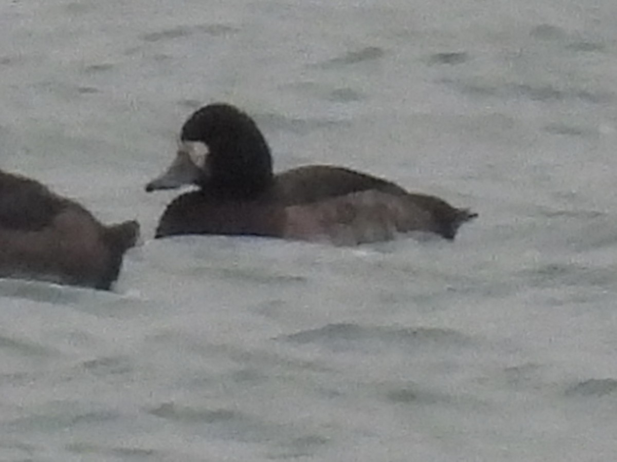 Greater Scaup - ML646487649