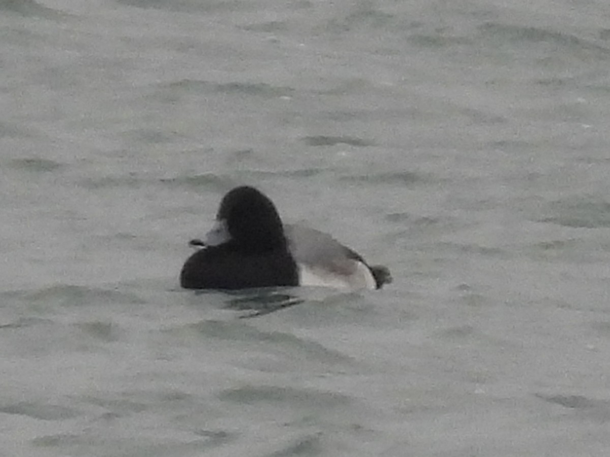 Greater Scaup - ML646487650