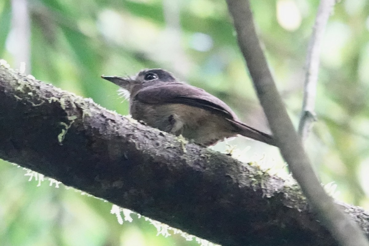 Rusty-breasted Nunlet - ML646487653