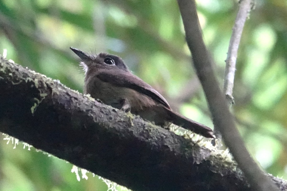 Rusty-breasted Nunlet - ML646487654