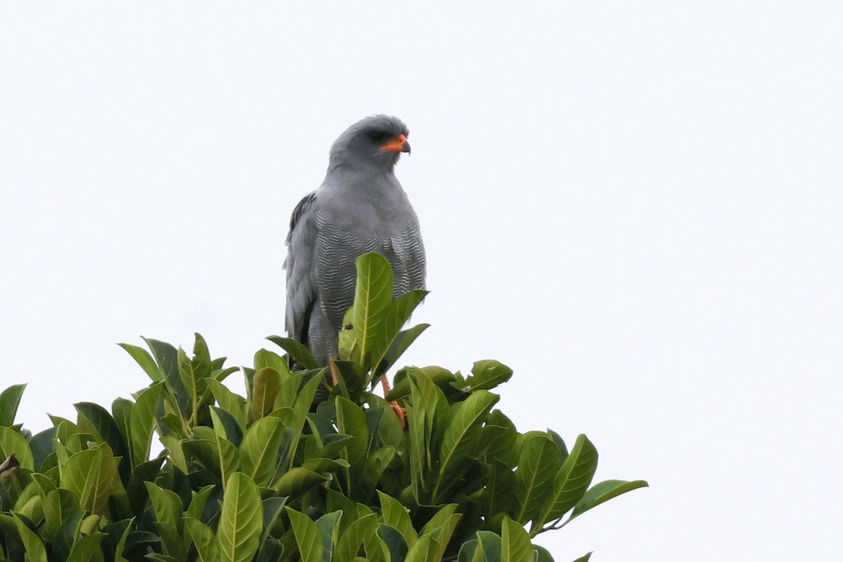Dark Chanting-Goshawk - ML646487657