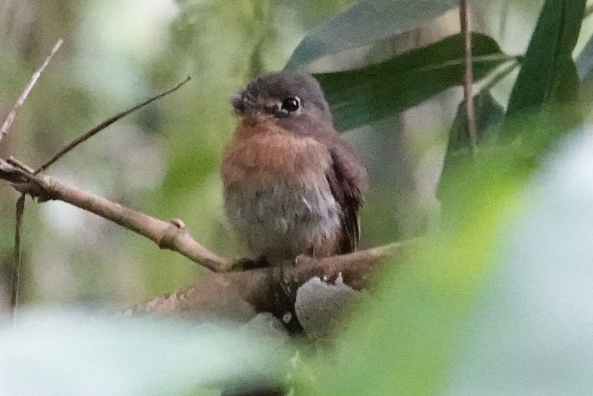 Rusty-breasted Nunlet - ML646487658