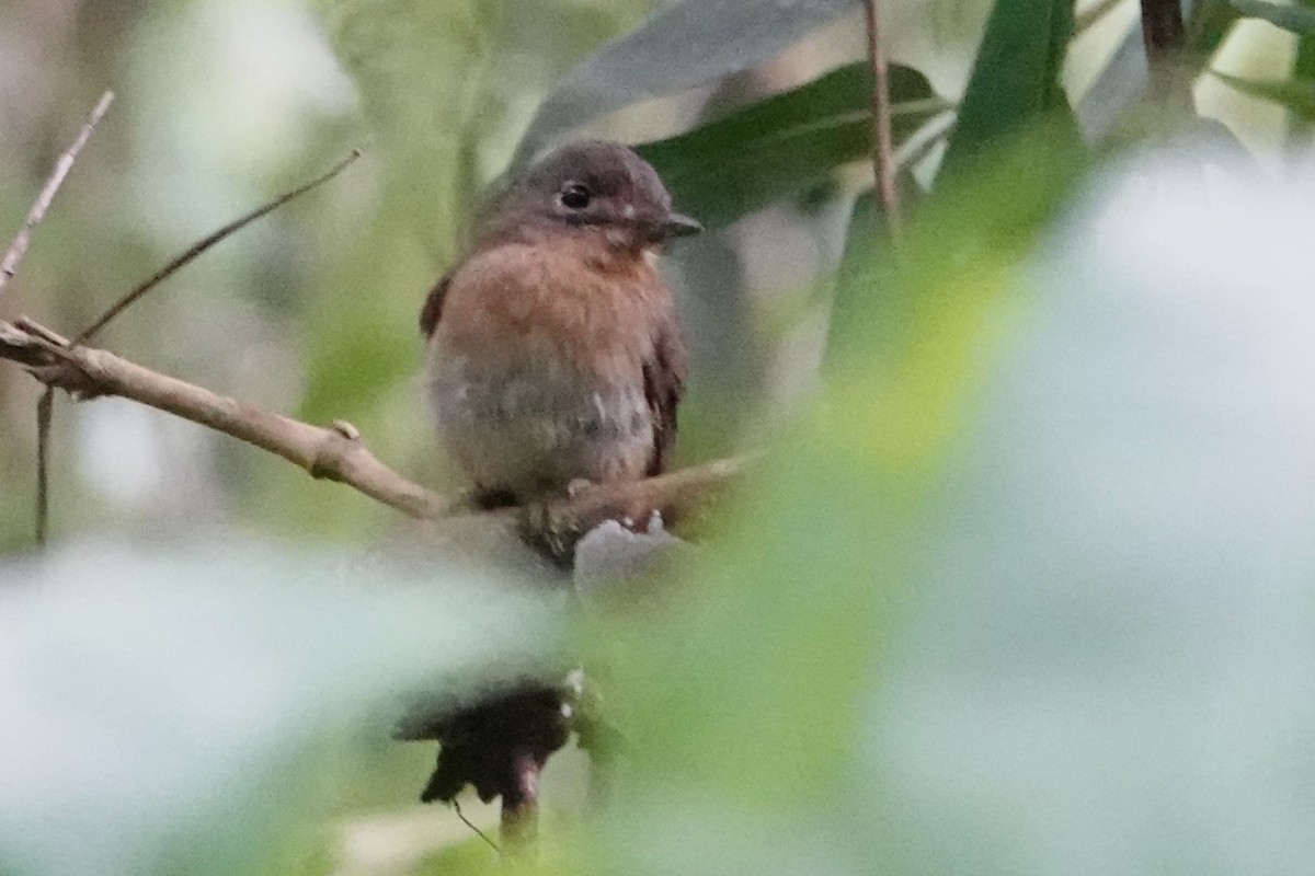 Rusty-breasted Nunlet - ML646487662