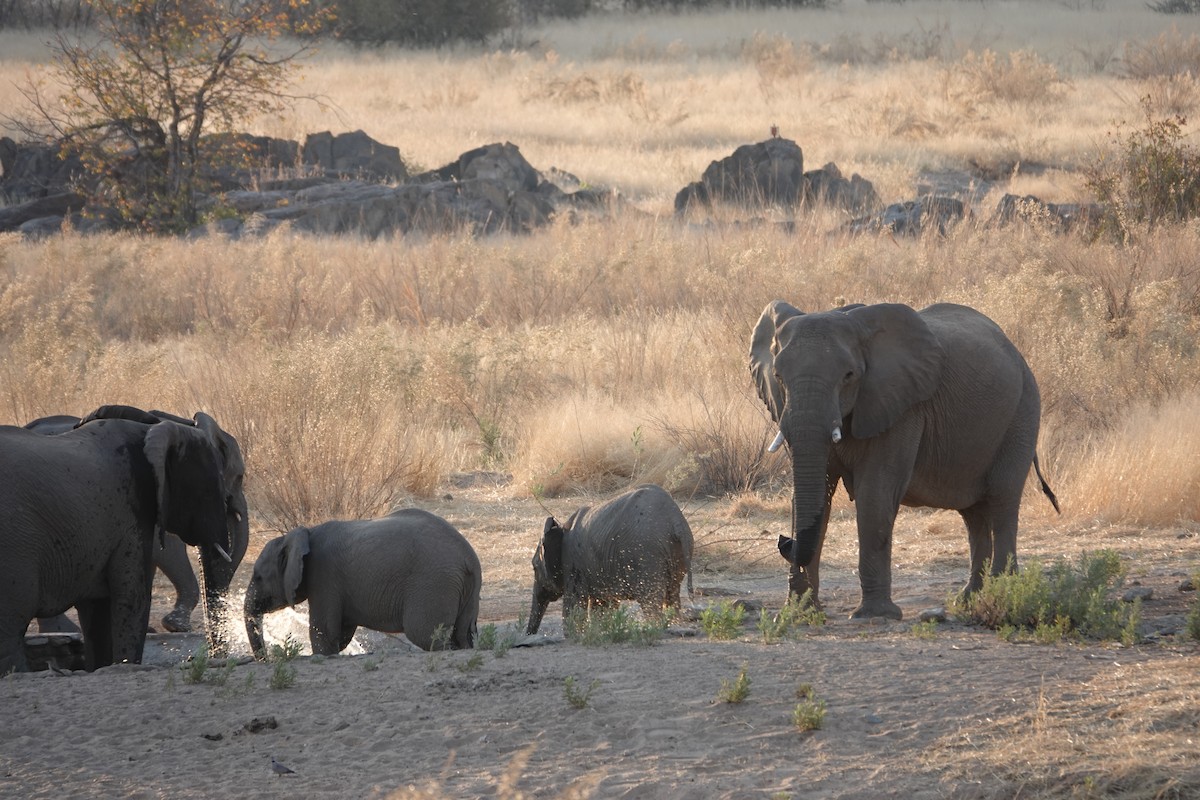 Afrika Savan Fili - ML646487663