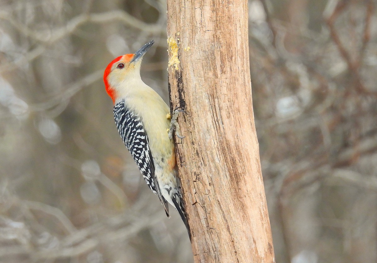Red-bellied Woodpecker - ML646487665