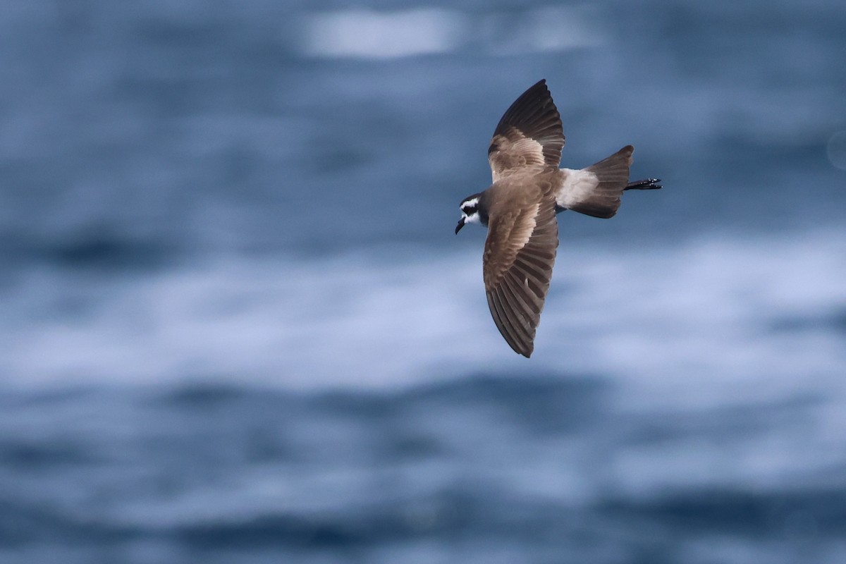 יסעורון לבן-פנים - ML646487666